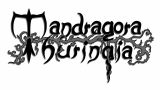 Mandragora Thuringia